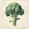 Made in Germany Canvas Wall Art - Home Decor, Broccoli Kitchen Theme
